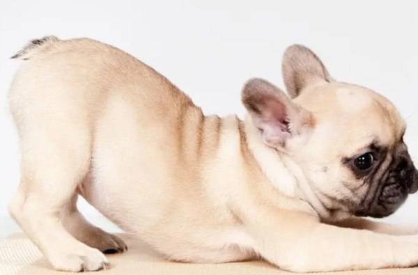 How do you look at the appearance of the Dharma Fight? Come and learn about it quickly