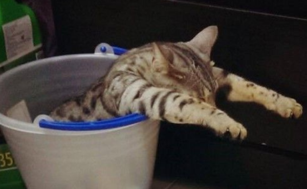 Tainan cute cat only sleeps in buckets for 3 years, with zombie hands