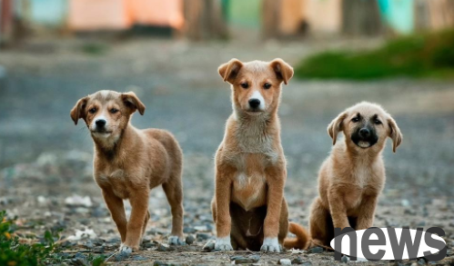 What should I do if a puppy eats his own poop? Let s find out