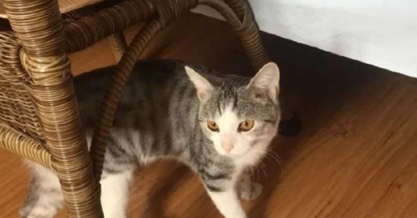 The cat is almost out of reach for a strange disease. Netizens feel sorry for serving big fish and meat every day, and finally found out that the truth is