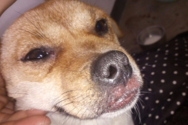 You guys say, why did the dog s upper lip suddenly turn pink?