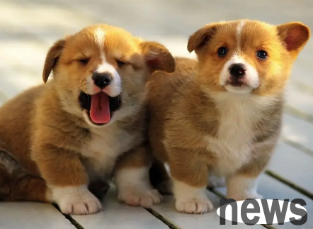 What s wrong with the dog s butt? Let me tell you in one article!