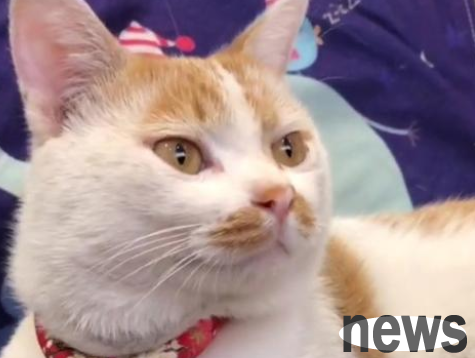 After the stray cat was adopted, two kittens were picked up within one month. The shoveler: scum cat!