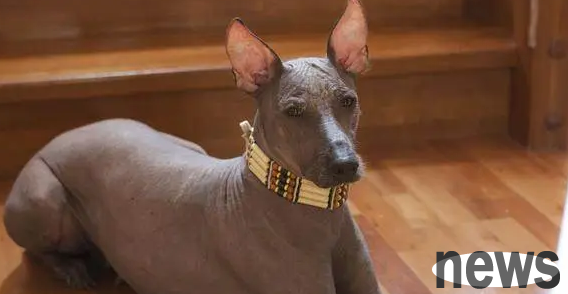 What dog doesn’t shed hair and doesn’t have any body odor? Those who want to keep a dog might as well take a look