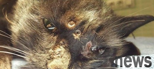 Cruel cat abuse case in Spain, 18 bullets in the kitten survived miraculously