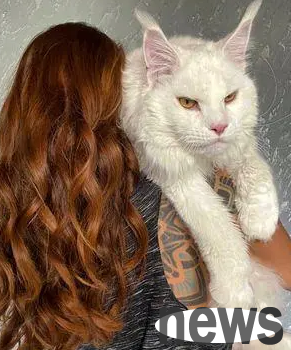 Russian netizens showed off their cats, but because of their huge size, they were mistaken for a dog