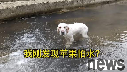 Why do dogs fear water? Friends who don t understand come and take a look