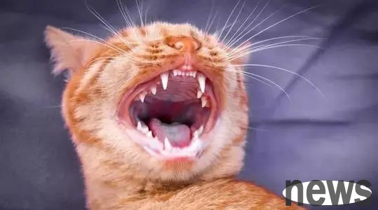 The owner was busy with work and had no time to feed the cat. He stuffed his rice bowl every day, but he was shocked