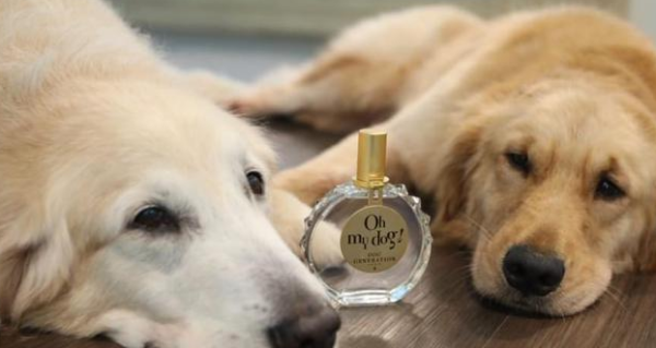 Can dogs spray perfume? What happens if they spray it?