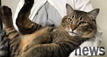 7.5 kg tiger spotted giant cat is very childish inside. It likes to be hugged by a horse baby the most