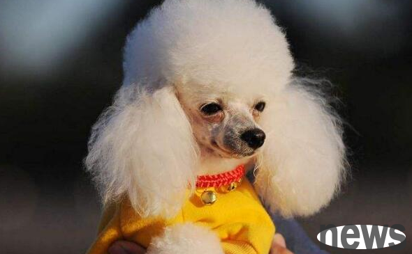 Is it true that dogs can’t eat salt? Look here~