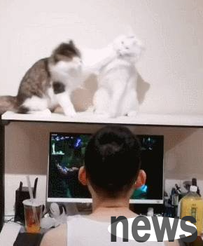 The two cats fought fiercely, and the shoveler calmly played the game. The cat: Big pig s hooves and the game will go over.