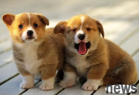 What short-haired puppies are suitable for raising at home?