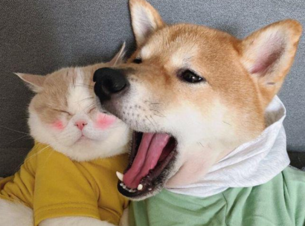 When the mother cat wasn t paying attention, the dog attacked the five kittens.