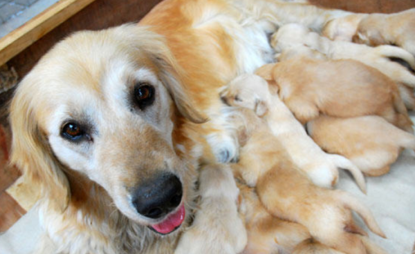 How come a puppy dies after birth? Be sure to pay attention to the care of the dog’s mother