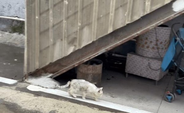 The beautiful silver-haired cat has become a stray cat in the wet market. The cat has multiple injuries on its body and exudes a stench.