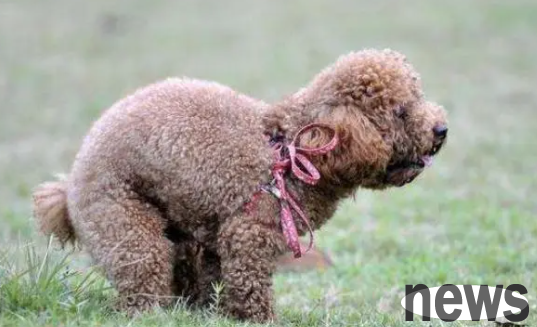 Can’t the dog poop out? Is there any good way to solve it?