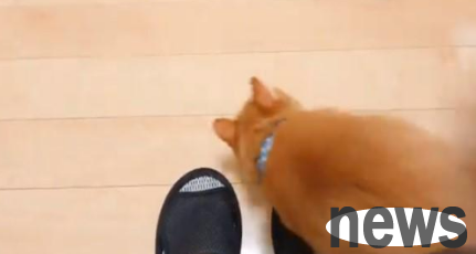 The owner was sitting still, but the cat tripped and fell multiple times as he walked by! It turns out to be a clingy and scheming cat!