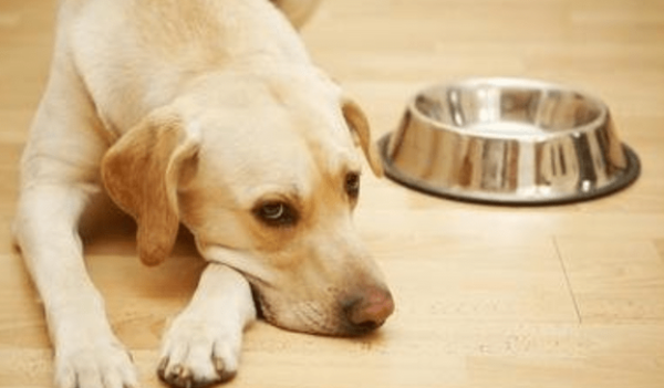 What s going on when your dog is vomiting and shivering? maybe sick