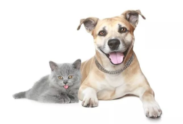 The puppy strayed into the cat’s territory and was besieged, but the dog’s mother fought hard to rescue him!