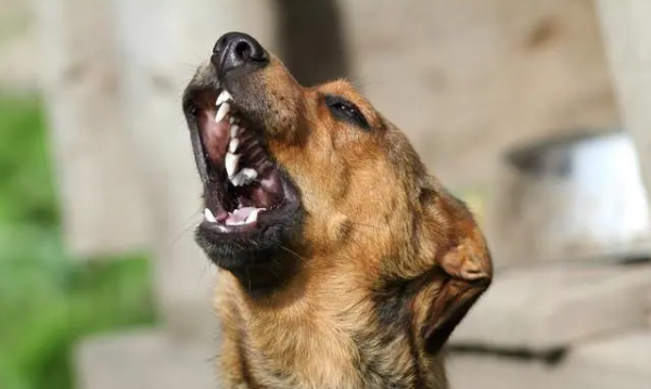 Today’s popular science: What’s going on when a dog howls?