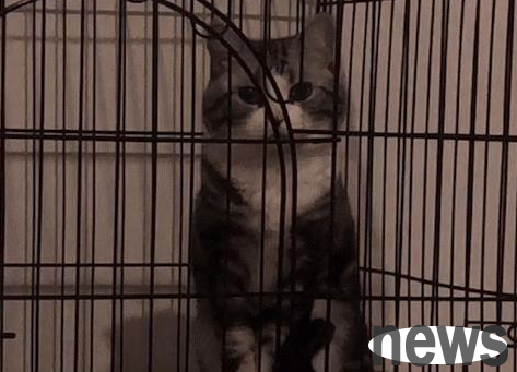 Dad sent a message saying that cats don’t eat cat food, and netizens were speechless after clicking on it.