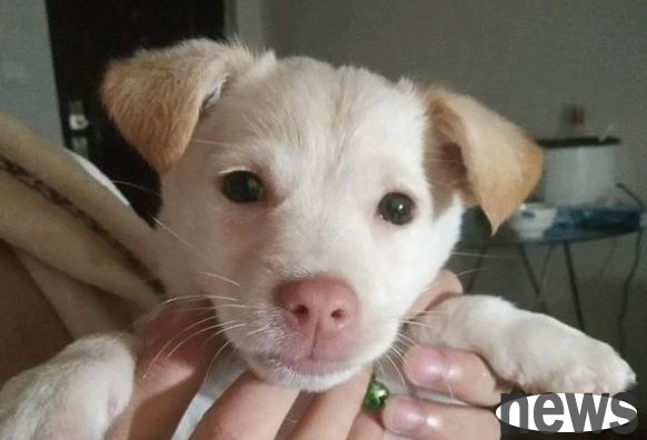 Is it okay for a native white dog with a red nose? Let’s take a look together