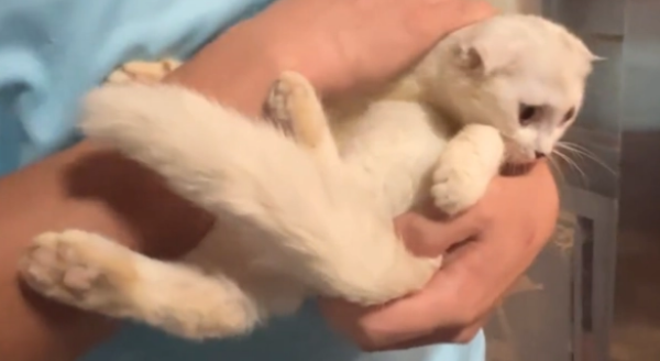 The folded-eared cat abandoned after graduation had a happy ending even though he didn’t take it back