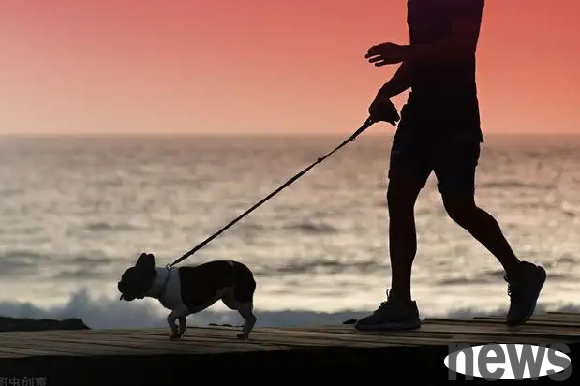 Do you really know the best time to walk your dog?
