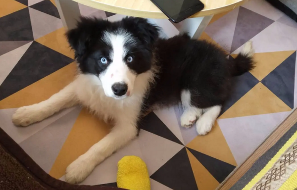 Little knowledge that pet owners must know: What does a disqualified dog mean?