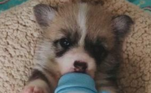 How to feed a newborn puppy? Pay attention to these things!