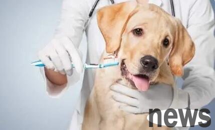 How old should a dog start brushing his teeth? Let’s take a look~