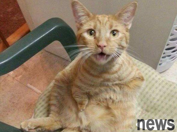 The owner of the canteen is away, so he hired an orange cat to look after the store.