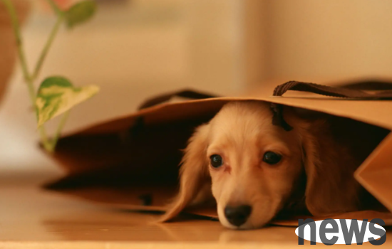 As spring and summer change, what are your dog hair care tips?