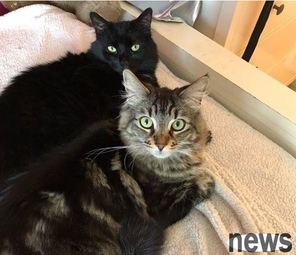 Girl leaves home to go to college, rich dad rents apartment for $1,500 to house cat