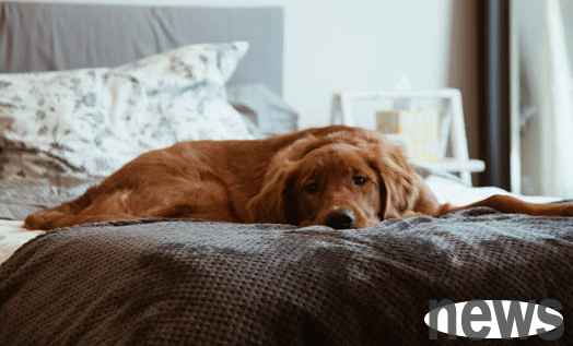 What breeds of dogs are there in the world?