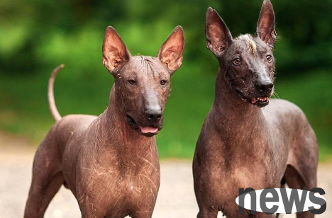 Want to know about furry-less dogs? Come and get this article