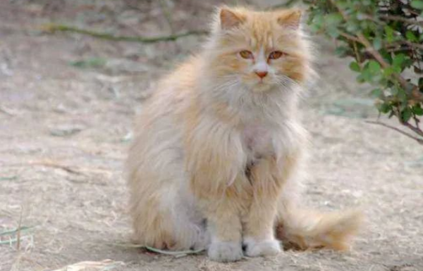 Do you know how hard stray cats work to have a home?