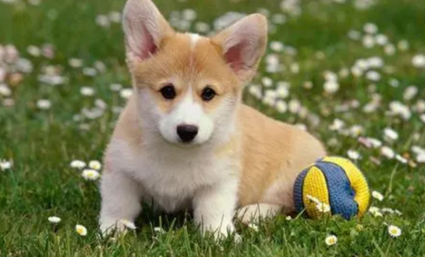 What is a normal temperature for a puppy? Guys, be careful!