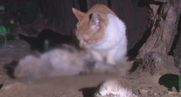 Feeling distressed! The cat died unexpectedly in the sewer, and his companions guarded him for a month and refused to leave.