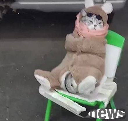 From a distance, I saw a cat sitting on a stool at the fish stall. When I looked closer, I was struck by how adorable it was.