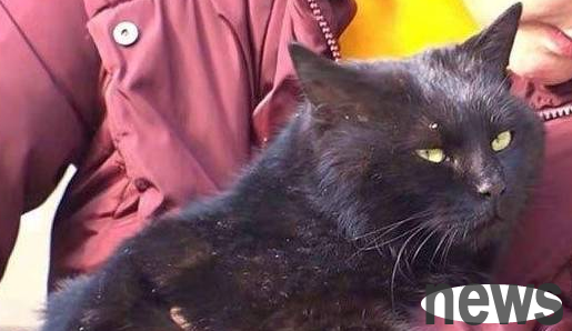 After being rescued, a stray cat became