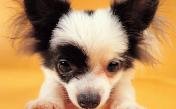 Buying pet food through these channels is safer and more affordable!