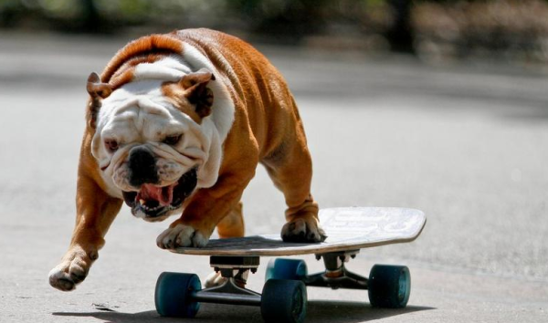 The most popular small dog in the dog circle, who is number one in your heart?