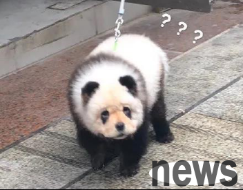 In the name of loving dogs, but actually doing harm to them, when did the deformed beauty of dogs end?