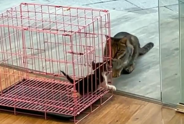 I rescued a kitten. The mother cat came to ask for her baby. After confirming that the kitten had a home, she turned around and left.