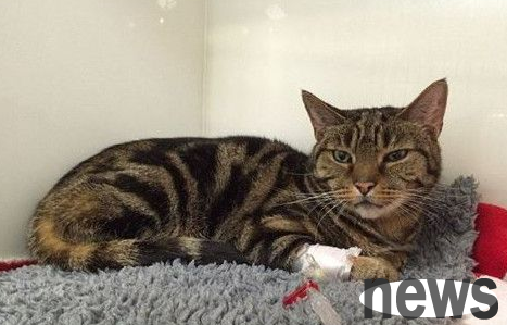 Greedy cat sneaks into hospital after eating brandy cake at Christmas