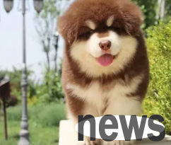 Pet-friendly restaurants in Tianjin | Recommend 5 of the most popular restaurants in Tianjin (dog-friendly restaurants, bookmark them now)