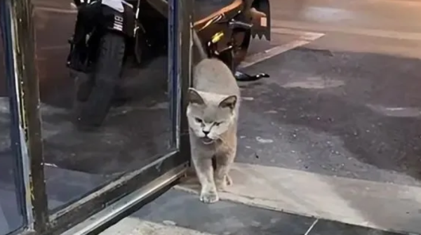 Four months after the woman opened her shop, three stray cats came and they all stayed.
