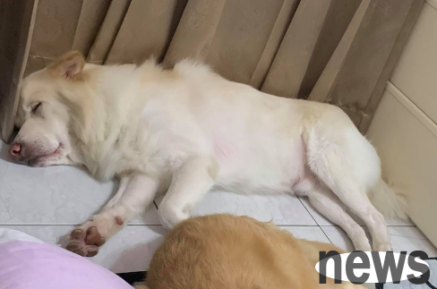 I asked my husband to help me shave the soles of my dog’s feet. Unexpectedly, his limbs were shaved completely.